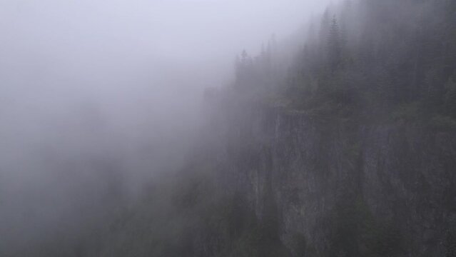 Trees and Trail in a Foggy Forest