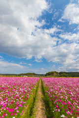 青空とコスモス畑（大分県中津市）