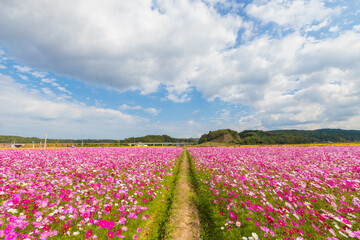 青空とコスモス畑（大分県中津市）