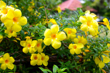 Yellow flower of golden trumpet vine plant