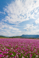 Fototapeta premium 青空とコスモス畑（大分県中津市）