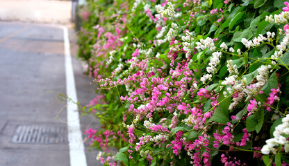 Mexican creeper, Chain of love, Coral vine. Pink flower