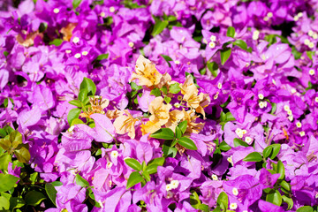 Beautiful bougainvillea flowers with green leaves