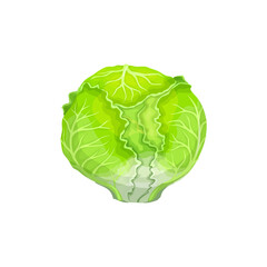 Cartoon iceberg lettuce salad vegetable. Agriculture harvest, vegetarian food or organic farm ripe veggie harvest. Farming market isolated vector fresh vegetable, iceberg lettuce veggie