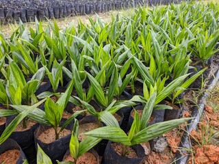 Obraz premium oil palm nursery in south kalimantan - indonesia