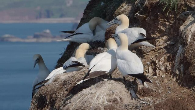 Gannets (Morus Bassanus) at Troup Head, Scotland
