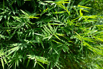 Bamboo leaves. Bamboo tree in the garden