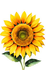 Naklejka premium Watercolor sunflower png