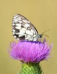 spotted butterfly on burdock flowers