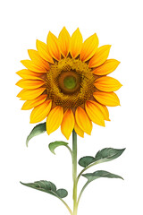 Obraz premium sunflower isolated on white png