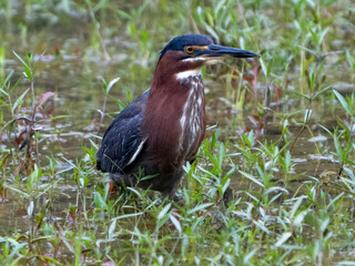 heron
