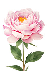 amazing watercolor painting of a Peony on a white background