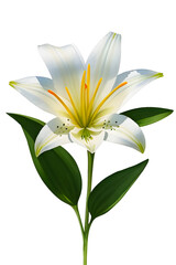 Fototapeta premium white lily flower png