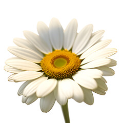 daisy isolated on white background png