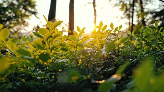 Behind green bush opens view to sun.