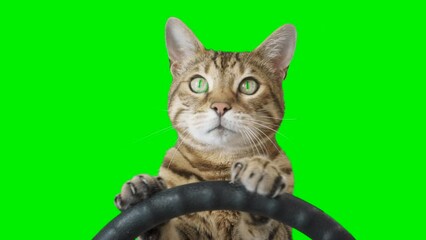 Cat sitting behind a steering wheel facing forward on green screen isolated with chroma key, real shot. Bengal cat driving a car.