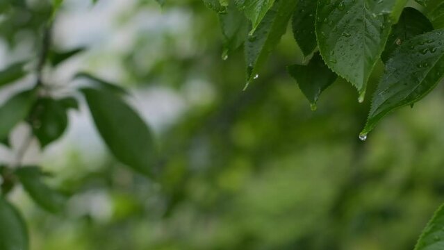 葉に雨の滴が落ちる スロー 03