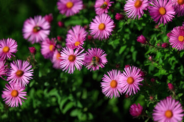 Bright garden flowers, green grass and leaves, close-up, blurred background. American aster