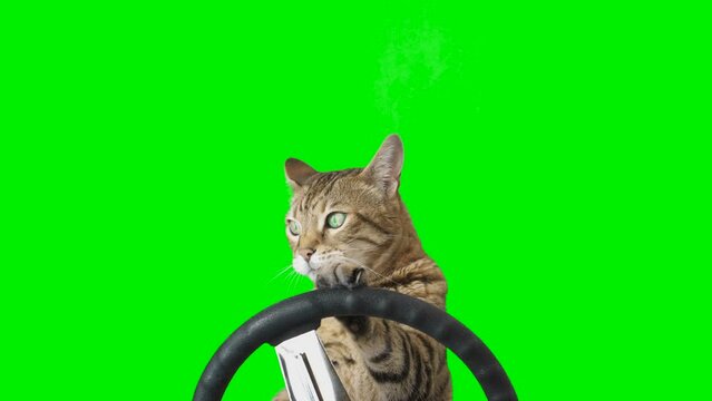 2 clips of a cat sitting behind a steering wheel facing forward on green screen isolated with chroma key, real shot. Bengal cat driving a car.