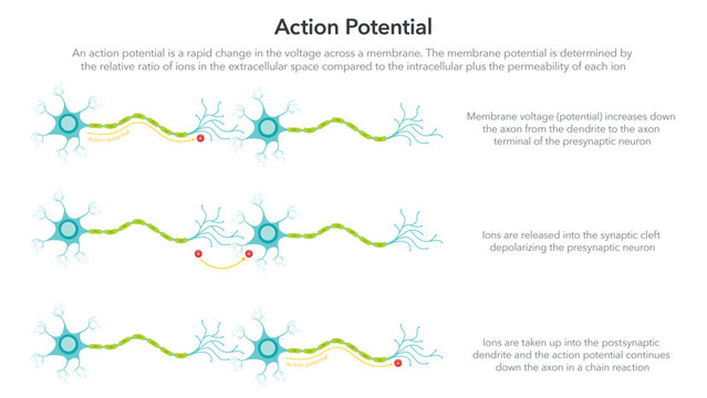 Action Membrane Potential science vector illustration diagram