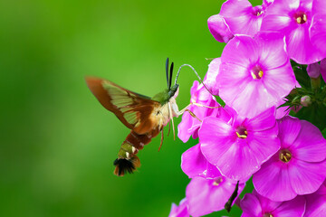 A beautiful Hummingbird Moth, sometimes called a Hawk Moth, is feeding on the pink phlox that grows in our garden in Windsor in Upstate NY.