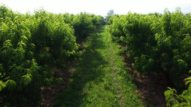 Aerial camera pushing into tractor in a peach orchard while farmers pick fruit.