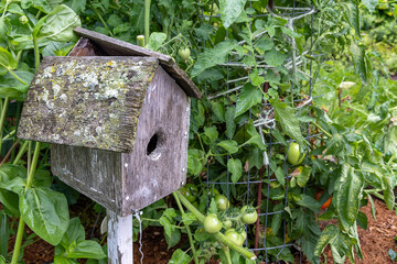 Broken bird house and tomatoes in the garden.