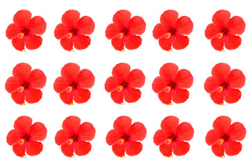 red flowers isolated on white background
