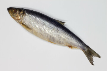 Herring on a white background. Isolated. Whole Salty fish. Salted herring. Successful marine fishing. Sea catch of fishermen. Delicious juicy ocean food. Freshness and seafood. Close-up. Top view