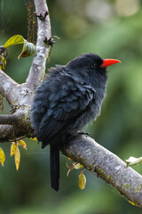 Black-fronted nunbird. Monasa nigrifroms