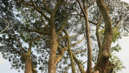 Tree trunk against blue sky