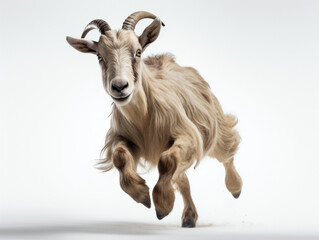 Goat jumping on a white background