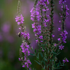 A bee on purple flowers 