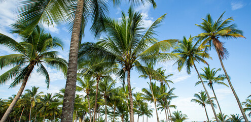 Troncos e copas de palmeiras com céu azul de verão