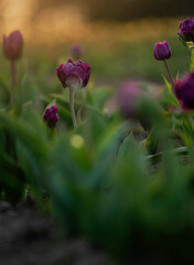 Naklejka premium Macro of purple tulips 