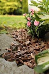 Mulched flowers with bark chips in garden, closeup