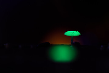 Bioluminescent Mushrooms That Glow in the Dark.