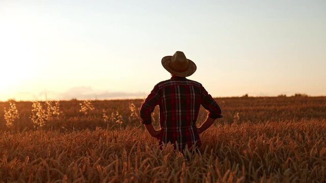 Rear view of a man in a hat and checkered shirt standing in the field. Farmer looks at the field holding hands on his hips.