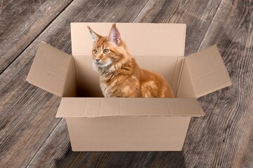 Funny cute domestic cat sit in cardboard box