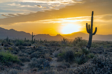 Mule Deer In The Sonoran Desert At Sunrise Heat wave 2023