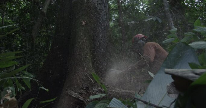 Amazon Rainforest Logger takes Chainsaw to Tree