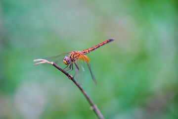 Close-up view of  yellow dragonfly perching on dried twig