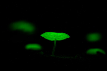 Mycena chlorophos is a species of agaric fungus in the family Mycenaceae © hemachandra