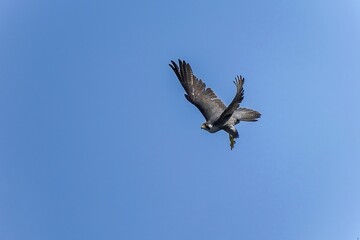 青空バックに見るハヤブサの飛び出しシーン