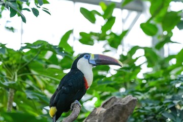 のんびりくつろぐカラフルなシロムネオオハシ