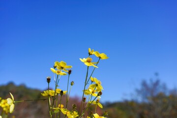 Obraz premium 青空バックに見る満開の黄色いヒャクニチソウ