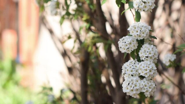 in the foreground flowers of the Spiraea cantoniensis plant also known as bridal crown, with a blurred background