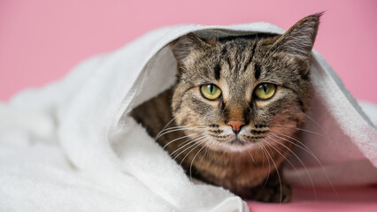 Striped cat wrapped in a white towel on a pink background. 