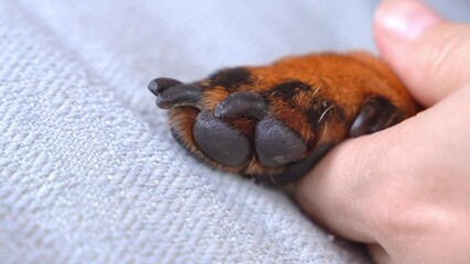 Human hand holding paw of sick dog close-up compassion, empathy. Owner supports pet in vet clinic Holds firmly calms instills confidence. Loyal, faithful friend, touching relationship sincere feelings