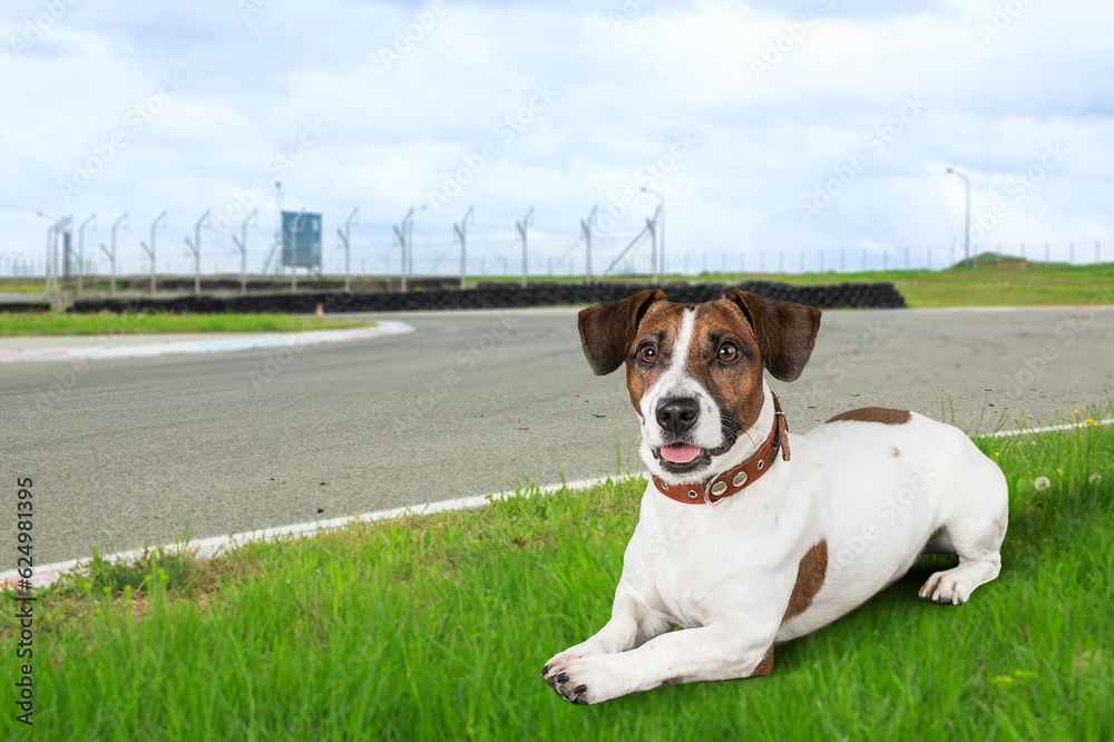 Canvas Prints Happy young smart dog lying on green grass